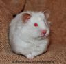 Hamsterhuette´s Tiffy